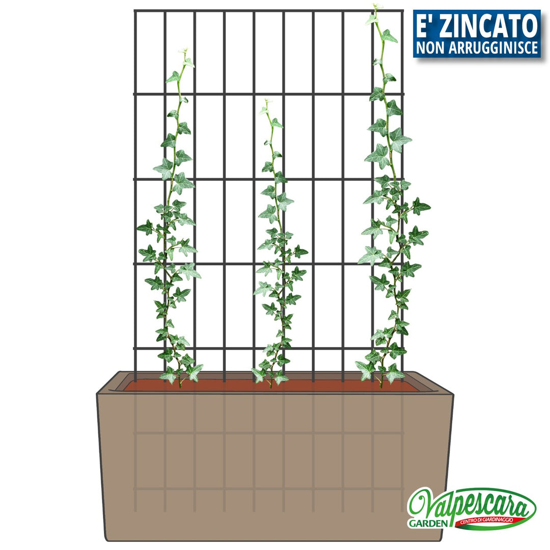 Traliccio In Metallo Per Piante Rampicanti – 70×30 Cm, Antiruggine, Per Interni Ed Esterni – Supporto Per Rose, Pothos E Edera